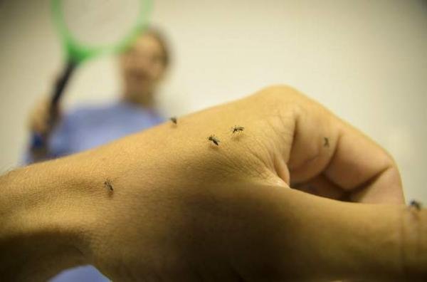 Epidemia de dengue: Linhares é o município com mais mortes no ES