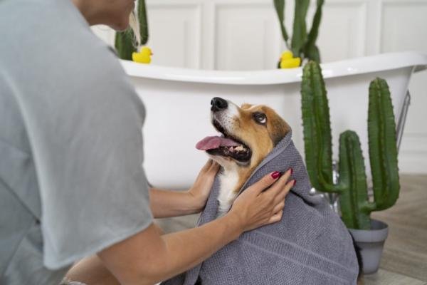 Baixa temperatura traz alerta em relação ao cuidado com os pets