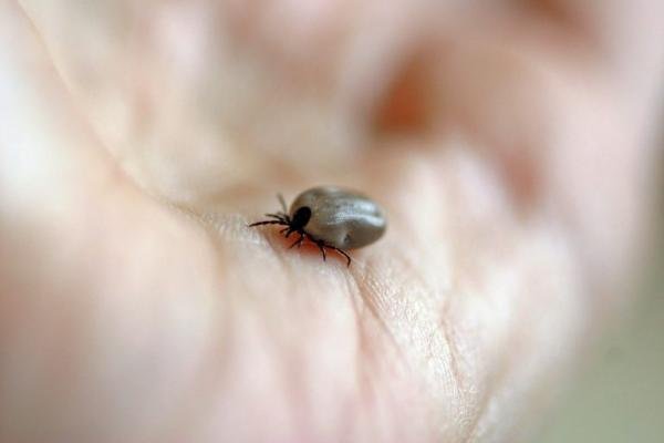 Febre maculosa: carrapato de cachorro pode transmitir a doença?