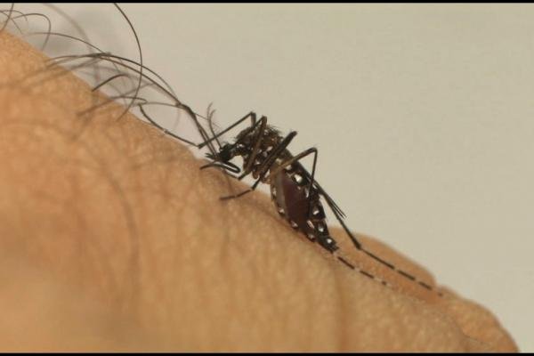 Dengue: Espírito Santo registra terceira morte