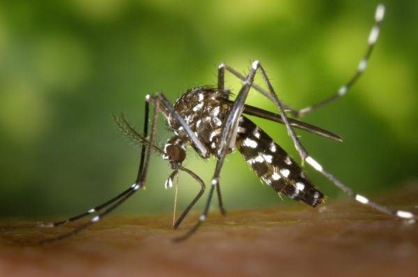 Brasil tem mais de um milhão de casos de dengue este ano