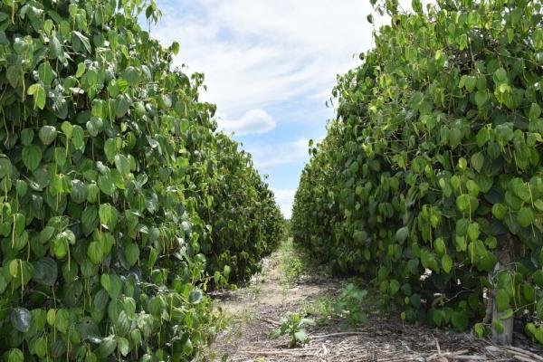 Comissão de Agricultura debate os desafios na produção de pimenta-do-reino
