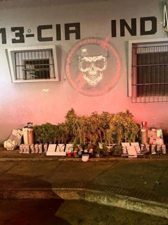 Polícia apreende 208 pés de maconha em operação em Vila Velha
