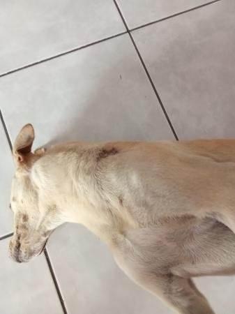 Polícia Civil conclui investigação sobre caso de maus-tratos contra cão comunitário em Vila Velha