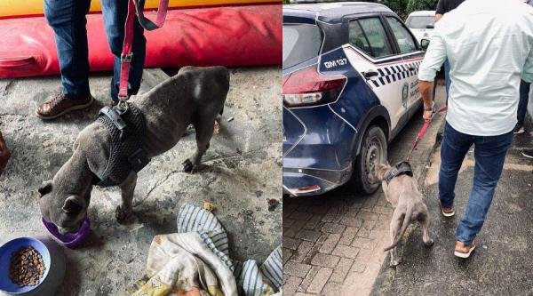 Operação da Secretaria de Meio Ambiente resgata cão vítima de maus-tratos