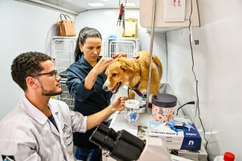PMV abre processo seletivo para contratação temporária de médico veterinário
