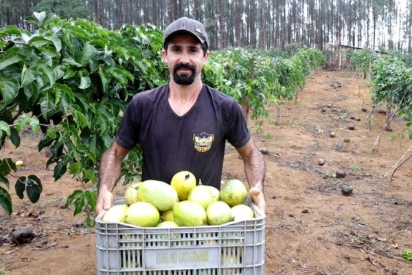 Municípios iniciam primeira colheita de maracujá