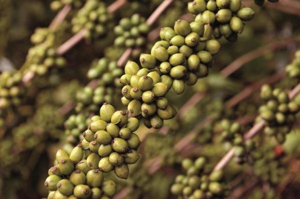 Valor Bruto da Produção Agropecuária do Espírito Santo bate recorde histórico e chega a R$ 31,2 bilhões