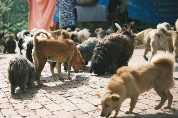 Deputada Janete quer tratamento para acumuladores de animais