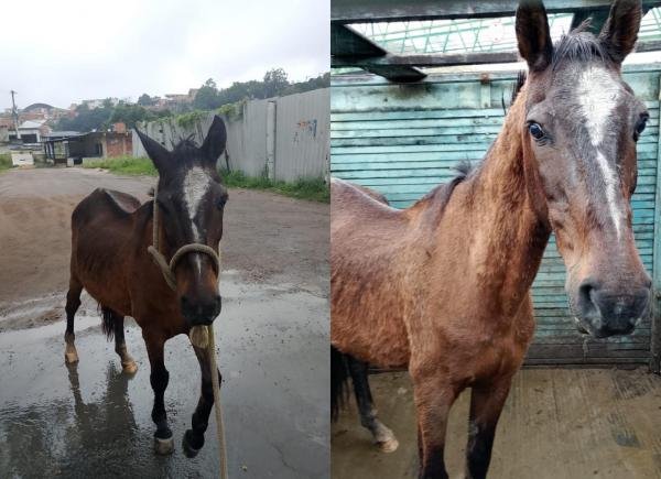 Animais são recolhidos em vias do bairro Jardim de Alah