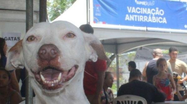 ​Campanha de Vacinação Antirrábica começa sábado na área urbana