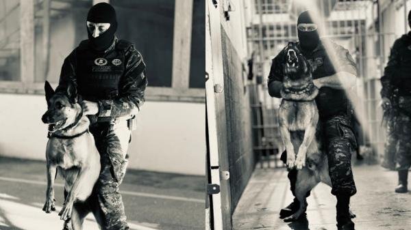 Cães da Polícia Penal reforçam operações e contribuem para a segurança pública no Espírito Santo