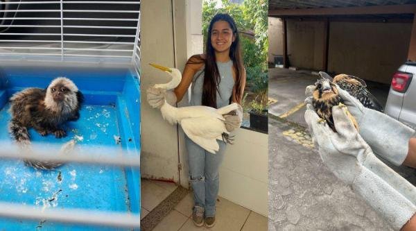 Mais de 900 animais silvestres foram resgatados em 4 anos em Vila Velha