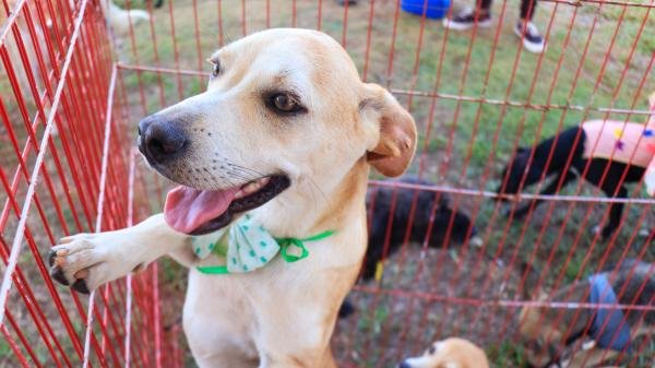 Programa É o Bicho! orienta tutores sobre cuidados com pets durante o Réveillon