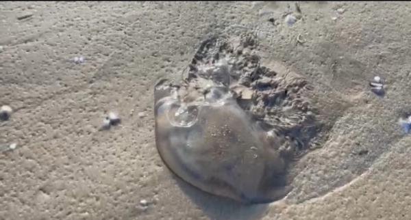 Águas-vivas: veja o que fazer se tiver contato com o animal